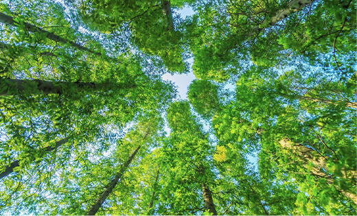 切实履行社会责任，为全球环境许下低碳的承诺，为全球人才创造发展机遇